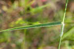 Hairy umbrella sedge